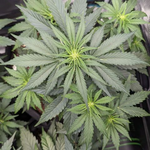 Epsilon growlog timeline photo