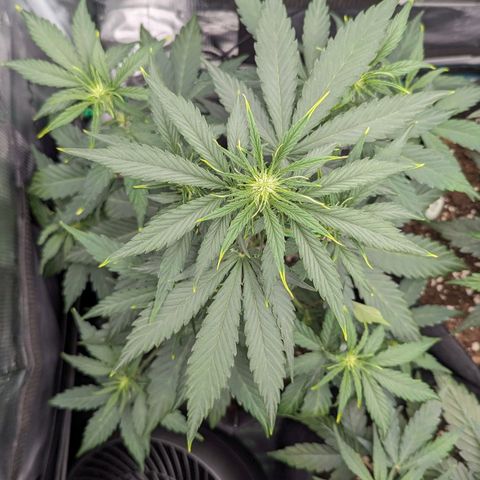 Medusa growlog timeline photo