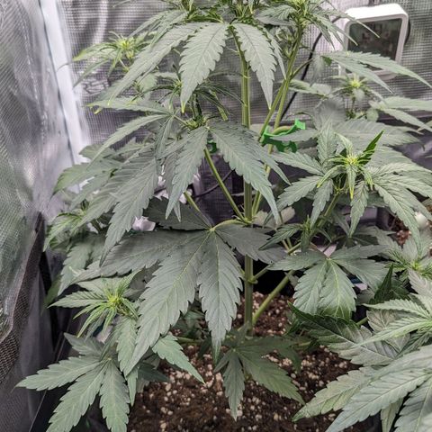 Medusa growlog timeline photo