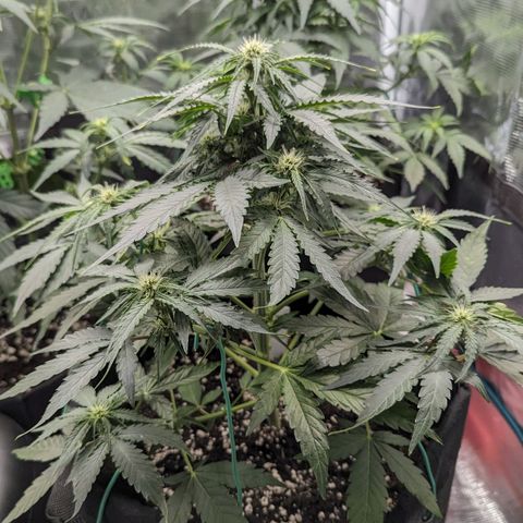 Titan growlog timeline photo