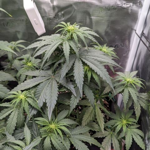 Epsilon growlog timeline photo