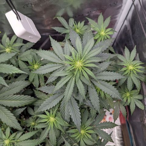 Epsilon growlog timeline photo