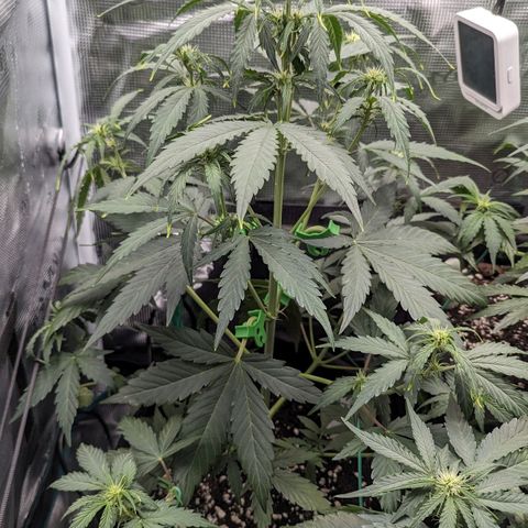 Medusa growlog timeline photo