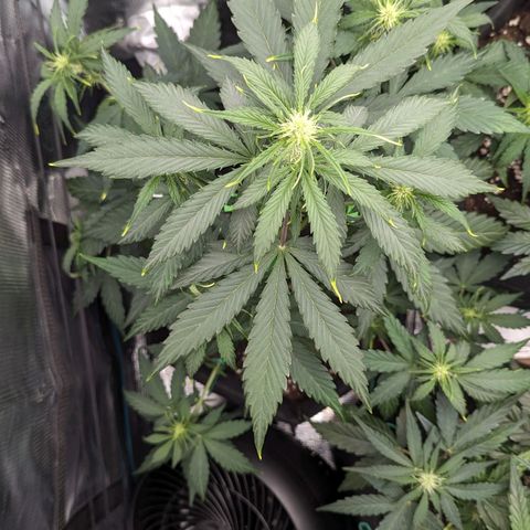 Medusa growlog timeline photo