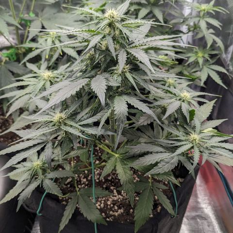 Titan growlog timeline photo
