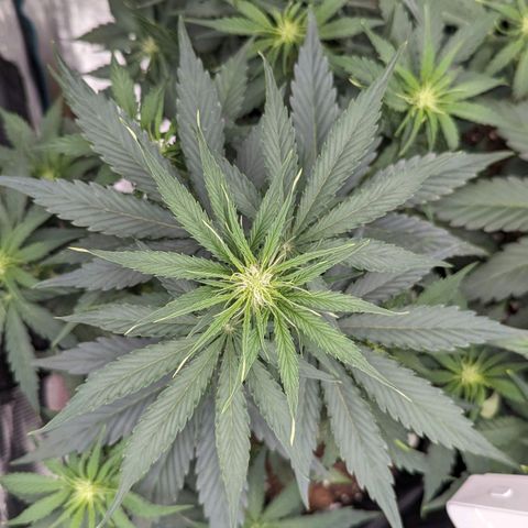 Epsilon growlog timeline photo