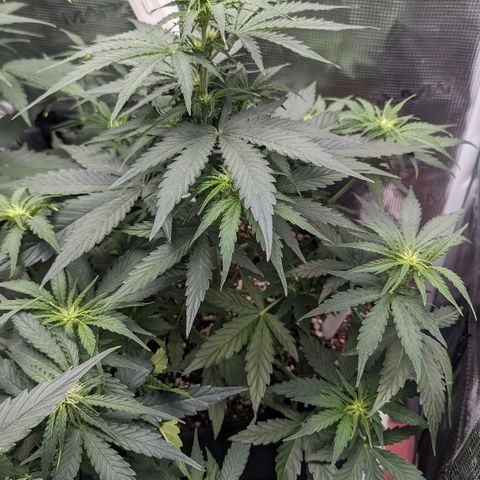 Epsilon growlog timeline photo