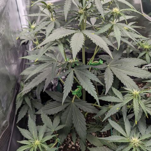 Medusa growlog timeline photo