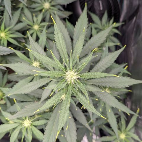 Medusa growlog timeline photo