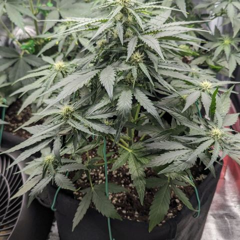 Titan growlog timeline photo
