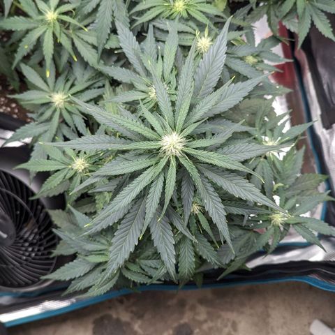 Titan growlog timeline photo