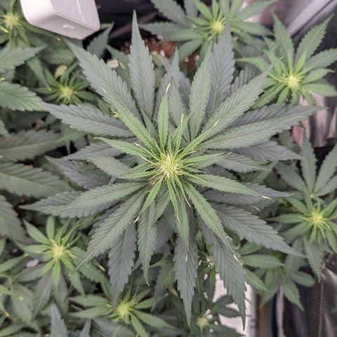 Epsilon growlog timeline photo