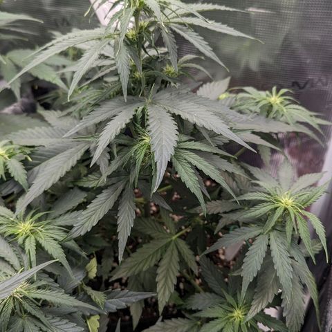 Epsilon growlog timeline photo
