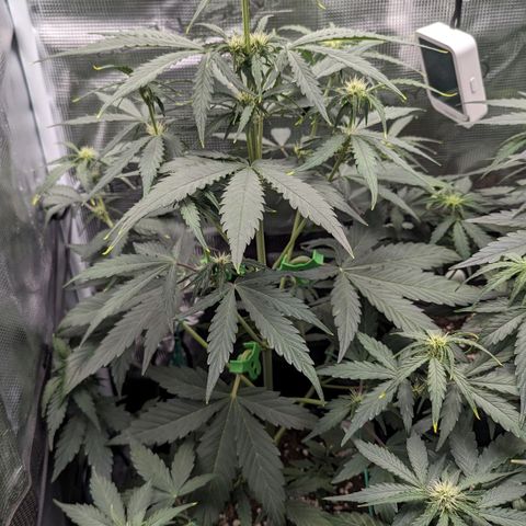 Medusa growlog timeline photo