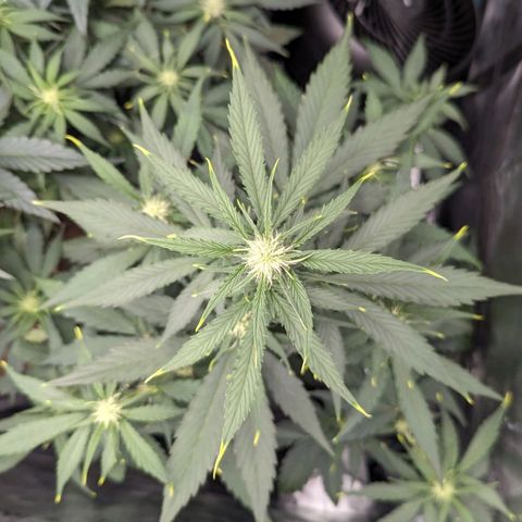 Medusa growlog timeline photo
