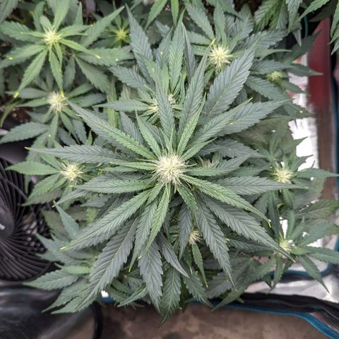 Titan growlog timeline photo
