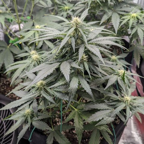 Titan growlog timeline photo
