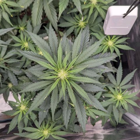 Epsilon growlog timeline photo