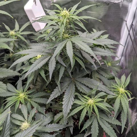 Epsilon growlog timeline photo