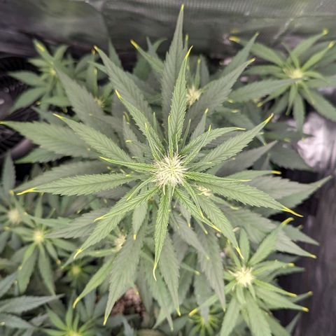 Medusa growlog timeline photo