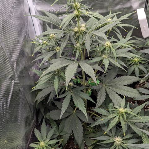 Medusa growlog timeline photo
