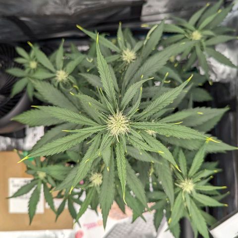 Medusa growlog timeline photo