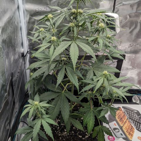 Medusa growlog timeline photo