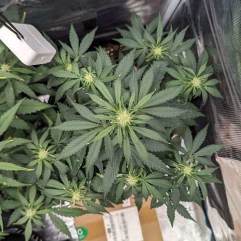 Epsilon growlog timeline photo