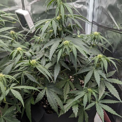Epsilon growlog timeline photo