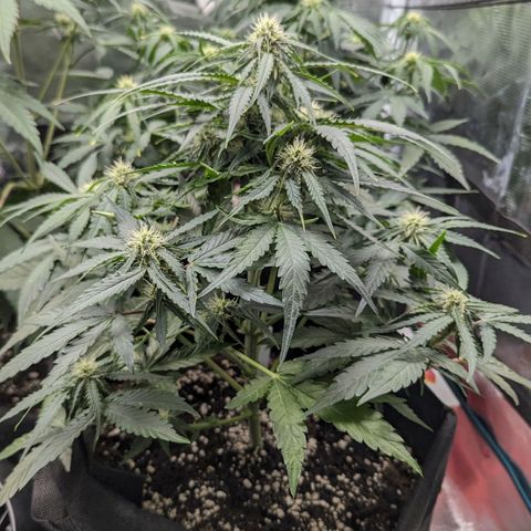 Titan growlog timeline photo
