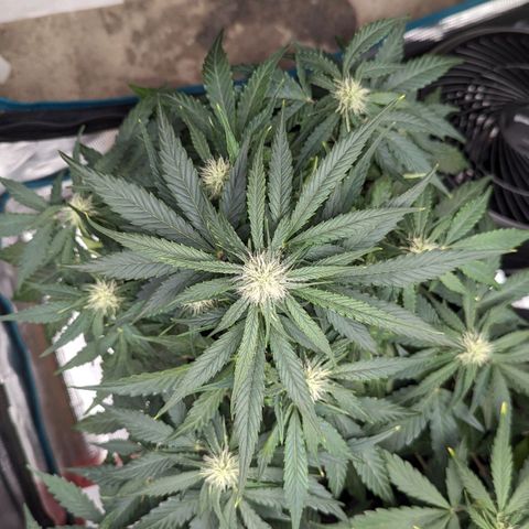 Titan growlog timeline photo