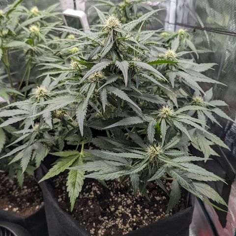Titan growlog timeline photo