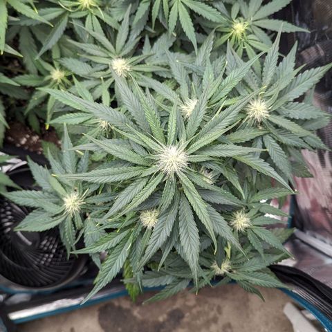 Titan growlog timeline photo