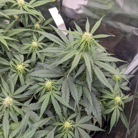 Epsilon growlog timeline photo
