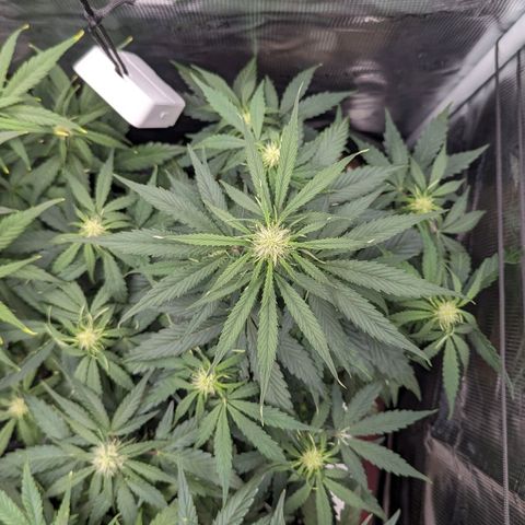 Epsilon growlog timeline photo