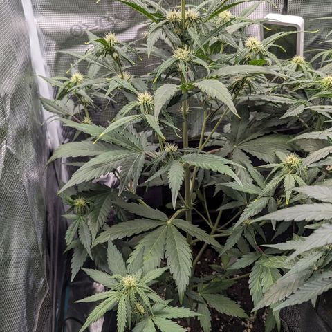 Medusa growlog timeline photo