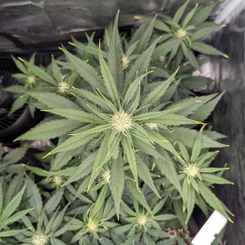 Medusa growlog timeline photo