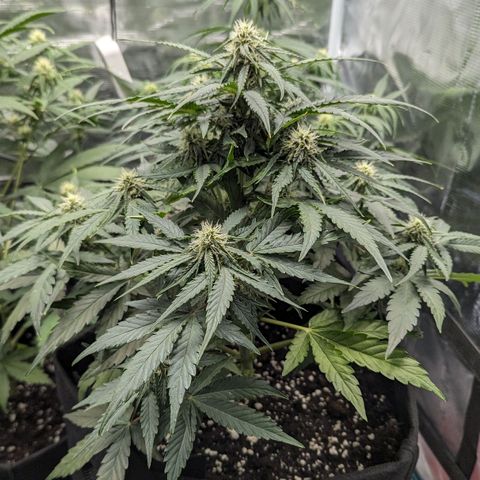 Titan growlog timeline photo