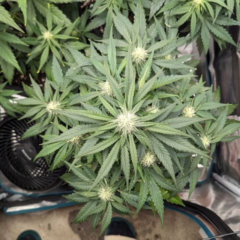 Titan growlog timeline photo