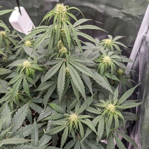 Epsilon growlog timeline photo
