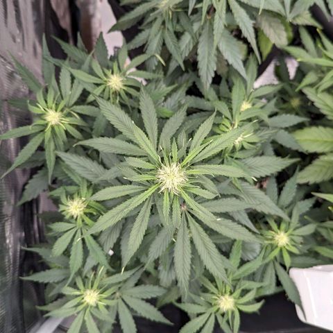 Epsilon growlog timeline photo
