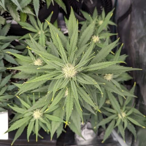 Medusa growlog timeline photo