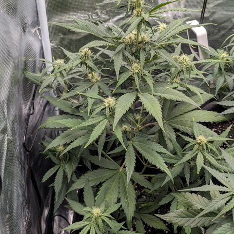 Medusa growlog timeline photo