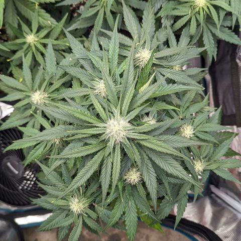Titan growlog timeline photo