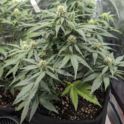 Titan growlog timeline photo