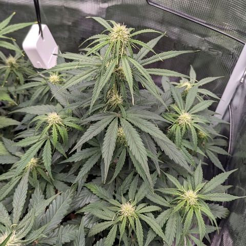 Epsilon growlog timeline photo