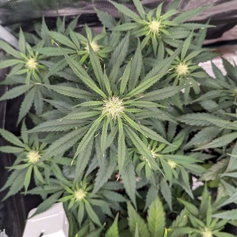 Epsilon growlog timeline photo