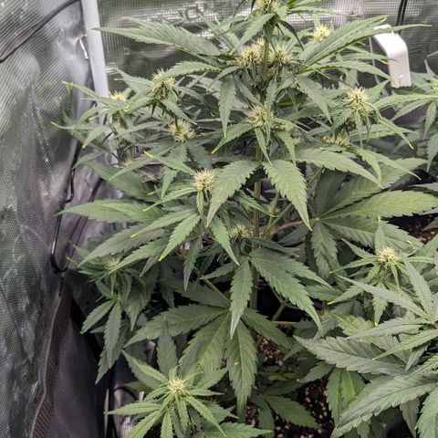 Medusa growlog timeline photo