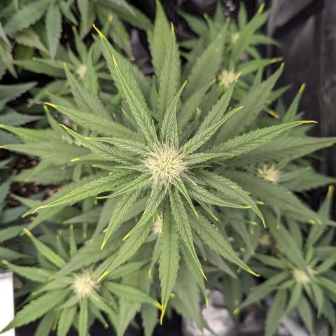 Medusa growlog timeline photo