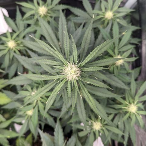 Epsilon growlog timeline photo